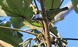 Yellow-winged Tanager